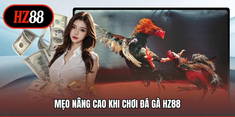 Mẹo nâng cao khi chơi đá gà HZ88